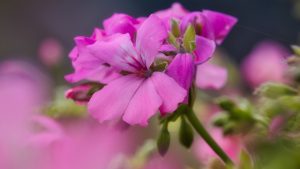 Sprawdź jakie odmiany pelargonii mogą zdobić twój balkon