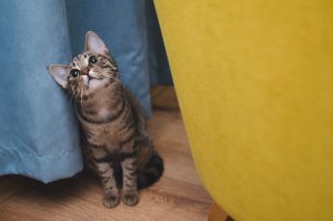 Sekretna Kocimiętka: Co Wiemy o Jej Wpływie na Koty?